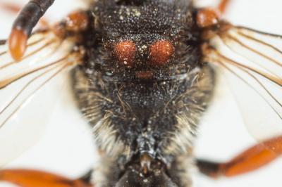 Nomada carnifex Mocsáry, 1883