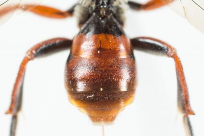  Nomada carnifex Mocsáry, 1883