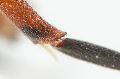  Nomada carnifex Mocsáry, 1883