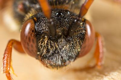  Nomada carnifex Mocsáry, 1883