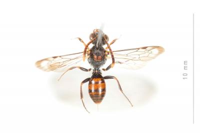  Nomada discrepans Schmiedeknecht, 1882