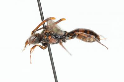  Nomada discrepans Schmiedeknecht, 1882