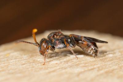  Nomada discrepans Schmiedeknecht, 1882