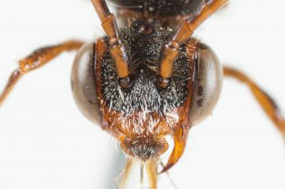  Nomada discrepans Schmiedeknecht, 1882