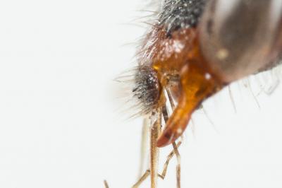  Nomada discrepans Schmiedeknecht, 1882