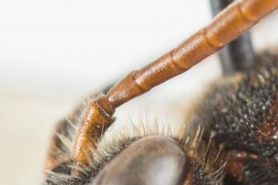  Nomada discrepans Schmiedeknecht, 1882