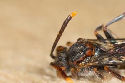  Nomada discrepans Schmiedeknecht, 1882