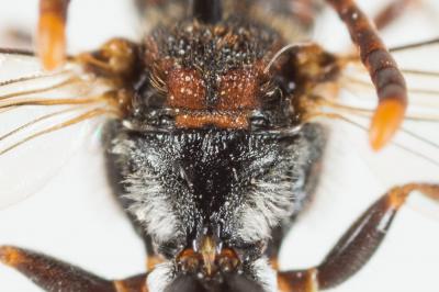  Nomada discrepans Schmiedeknecht, 1882