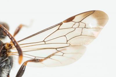 Nomada discrepans Schmiedeknecht, 1882