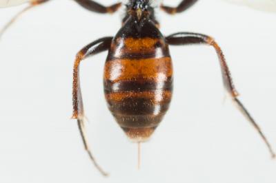  Nomada discrepans Schmiedeknecht, 1882
