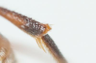  Nomada discrepans Schmiedeknecht, 1882