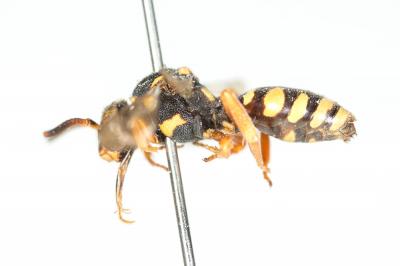  Nomada emarginata Morawitz, 1877