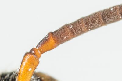  Nomada emarginata Morawitz, 1877