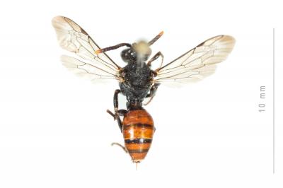  Nomada fabriciana (Linnaeus, 1767)