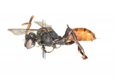  Nomada fabriciana (Linnaeus, 1767)