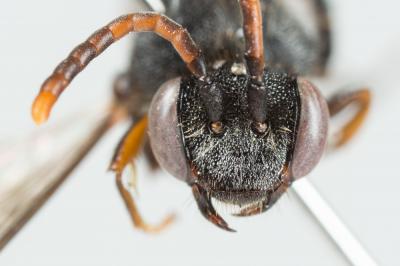  Nomada fabriciana (Linnaeus, 1767)