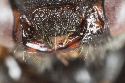  Nomada fabriciana (Linnaeus, 1767)