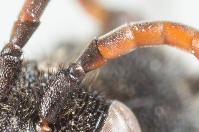  Nomada fabriciana (Linnaeus, 1767)