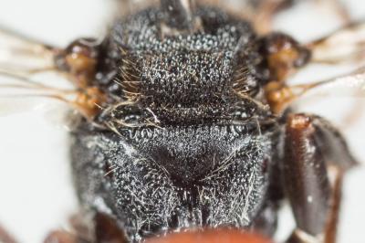  Nomada fabriciana (Linnaeus, 1767)