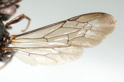 Nomada fabriciana (Linnaeus, 1767)