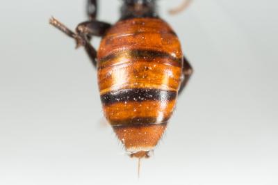  Nomada fabriciana (Linnaeus, 1767)