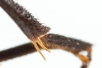  Nomada fabriciana (Linnaeus, 1767)