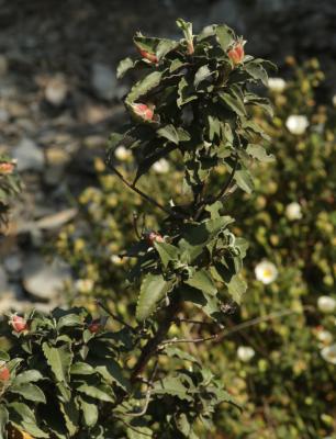 Ciste à feuilles de laurier Cistus laurifolius L., 1753