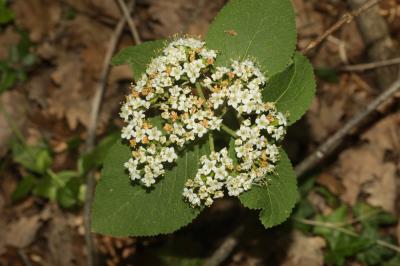 Viorne mancienne Viburnum lantana L., 1753