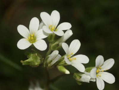 Saxifrage granulé, Herbe à la gravelle Saxifraga granulata L., 1753