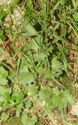 Saxifrage granulé, Herbe à la gravelle Saxifraga granulata L., 1753