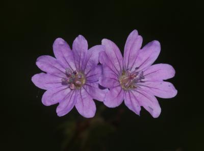 Géranium des Pyrénées Geranium pyrenaicum Burm.f., 1759