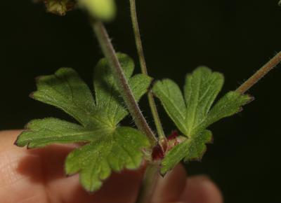 Géranium des Pyrénées Geranium pyrenaicum Burm.f., 1759