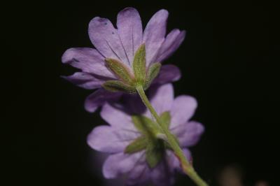 Géranium des Pyrénées Geranium pyrenaicum Burm.f., 1759