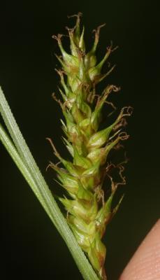 Laîche lisse Carex laevigata Sm., 1800