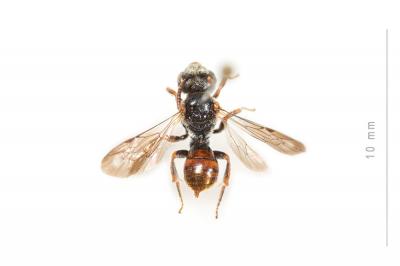  Nomada panurgina Morawitz, 1869