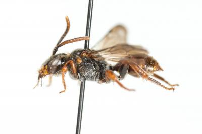  Nomada panurgina Morawitz, 1869