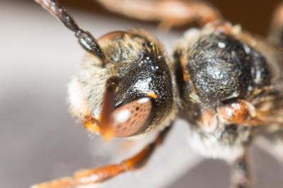  Nomada panurgina Morawitz, 1869