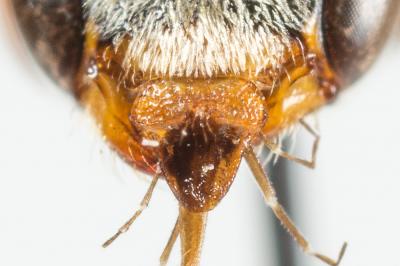  Nomada panurgina Morawitz, 1869