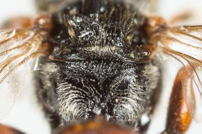 Nomada panurgina Morawitz, 1869
