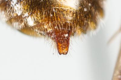  Nomada panurgina Morawitz, 1869