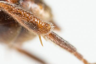  Nomada panurgina Morawitz, 1869