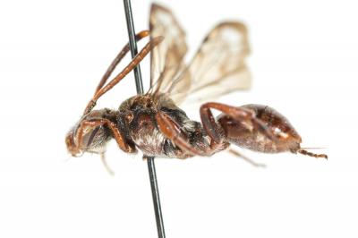  Nomada discedens Pérez, 1884