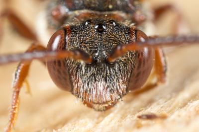  Nomada discedens Pérez, 1884