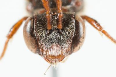  Nomada discedens Pérez, 1884