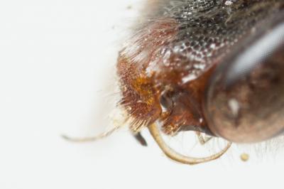  Nomada discedens Pérez, 1884