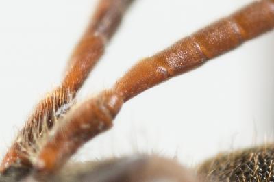  Nomada discedens Pérez, 1884
