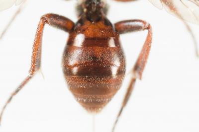  Nomada discedens Pérez, 1884