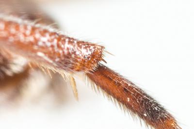  Nomada discedens Pérez, 1884