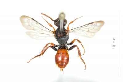  Nomada ferruginata (Linnaeus, 1767)