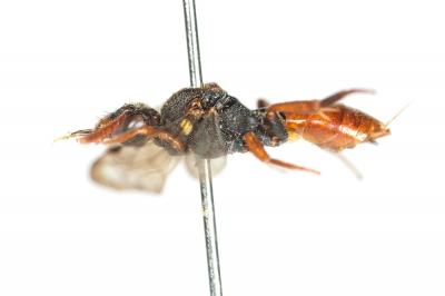  Nomada ferruginata (Linnaeus, 1767)